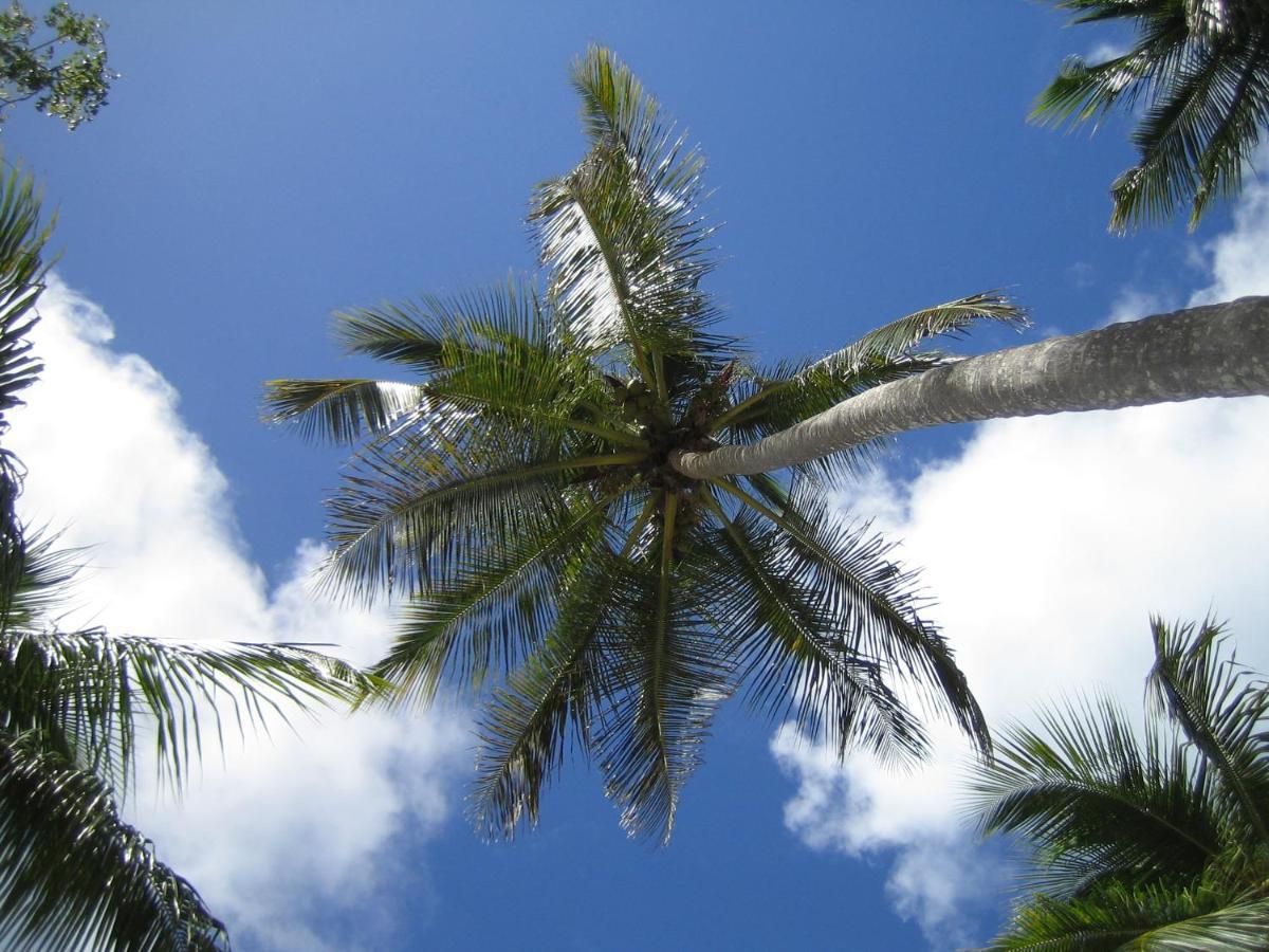 Palm-Covered House In The Tropical -Casa Oli Las Galeras Extérieur photo